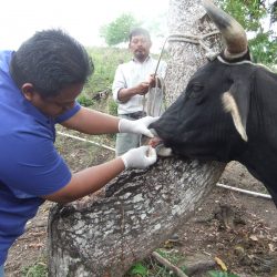 Veterinary team caring for a farm animal