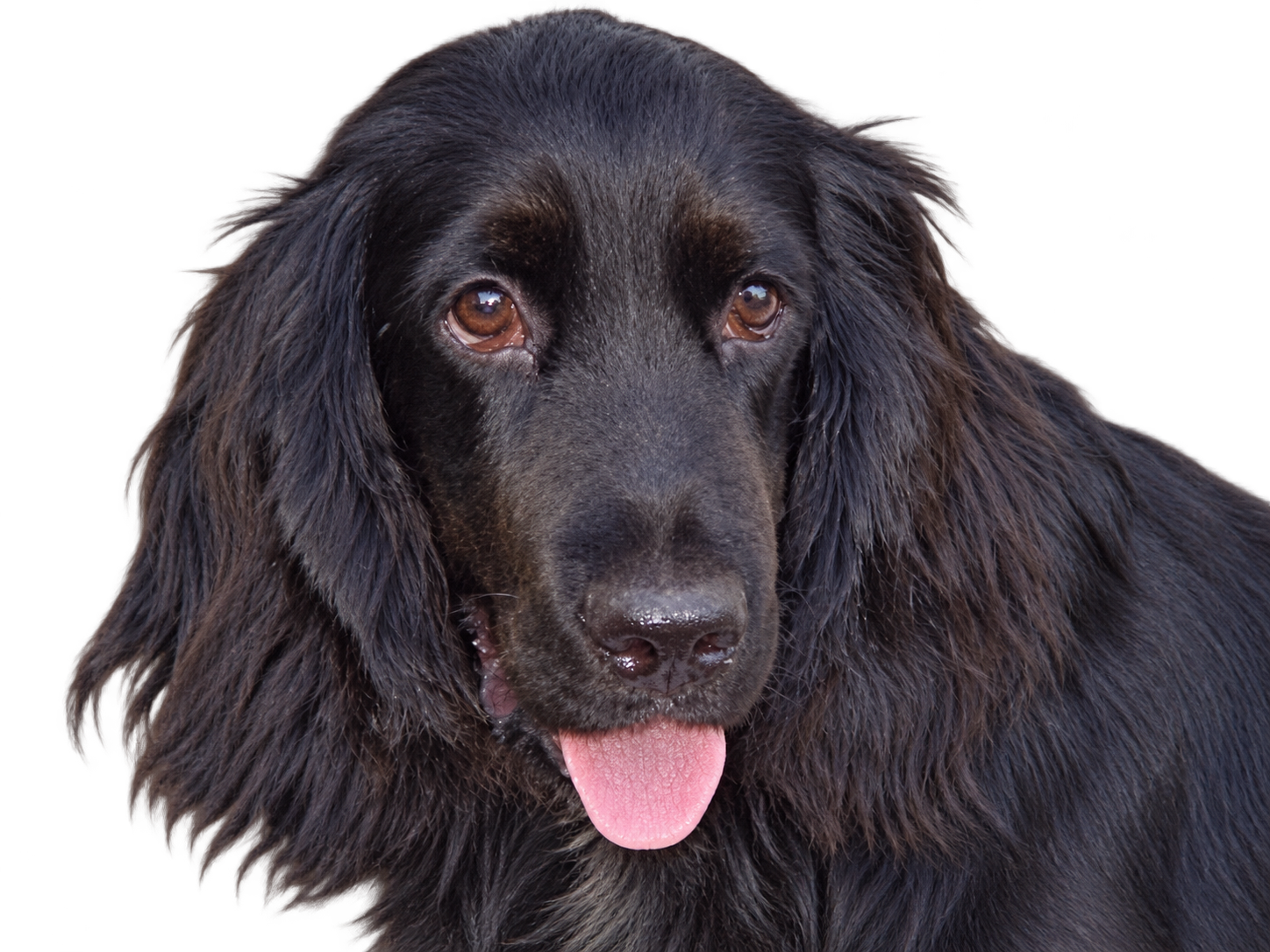 Black dog with long ears