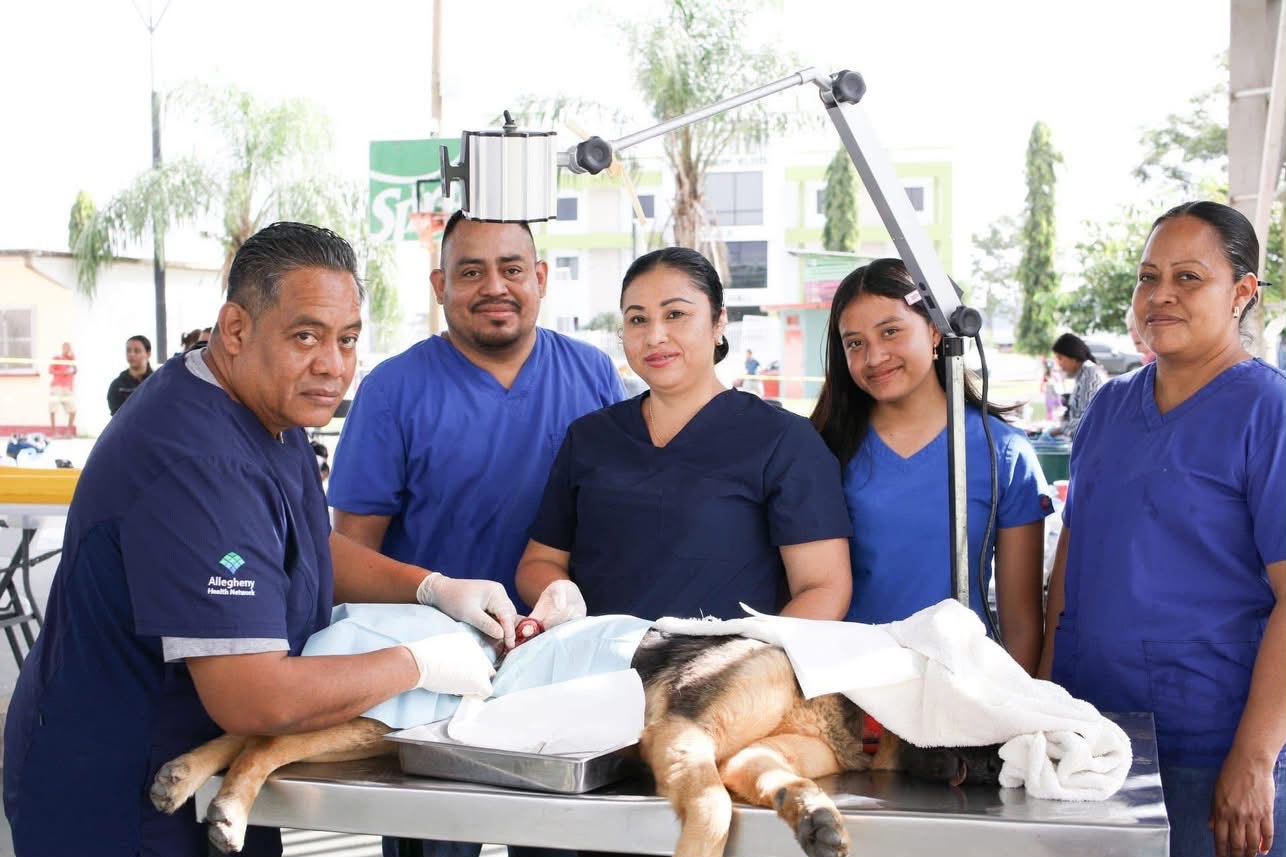 Veterinary team caring for a dog